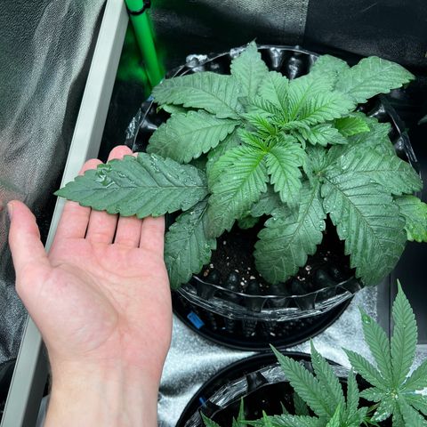 White Widow growlog timeline photo
