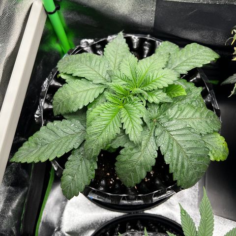 White Widow growlog timeline photo