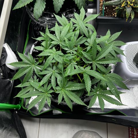 Forbidden Punch  growlog timeline photo