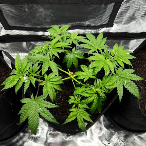 Forbidden Punch  growlog timeline photo