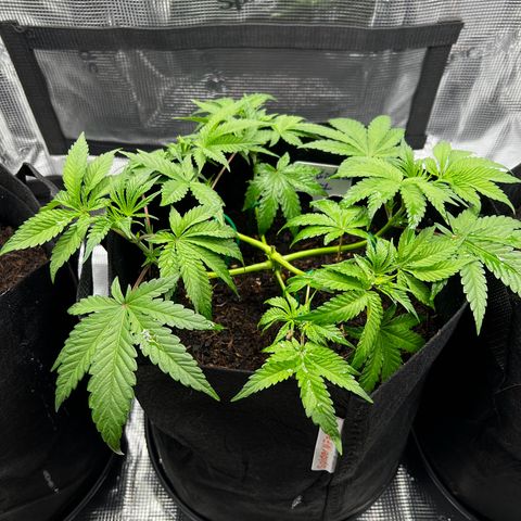 Forbidden Punch  growlog timeline photo
