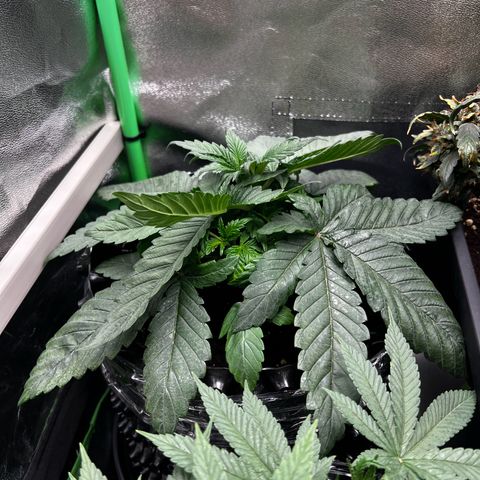 White Widow growlog timeline photo