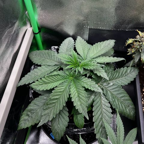 White Widow growlog timeline photo