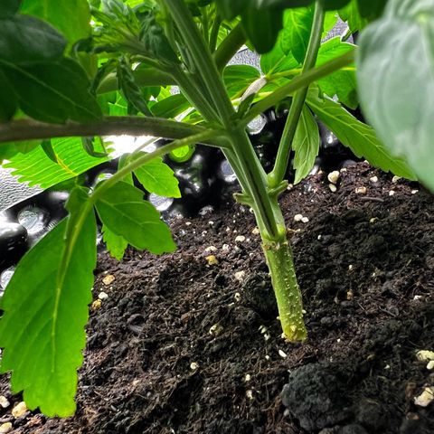 White Widow growlog timeline photo