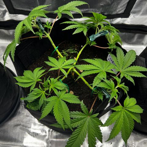 Forbidden Punch  growlog timeline photo