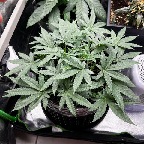 Forbidden Punch  growlog timeline photo