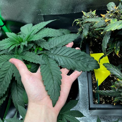 White Widow growlog timeline photo