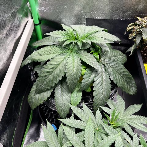 White Widow growlog timeline photo