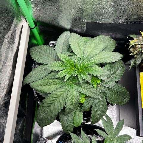 White Widow growlog timeline photo