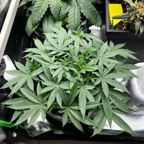 Forbidden Punch  growlog timeline photo