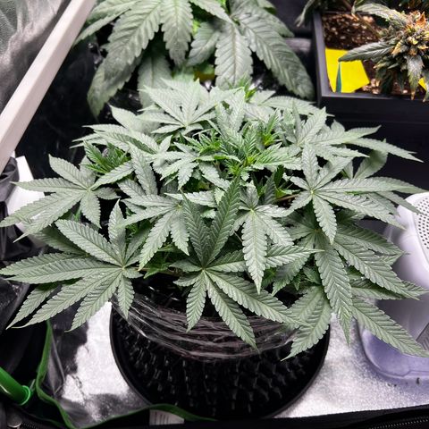 Forbidden Punch  growlog timeline photo