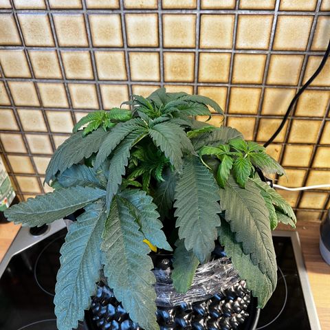 White Widow growlog timeline photo
