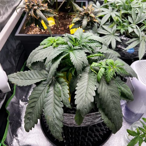 White Widow growlog timeline photo