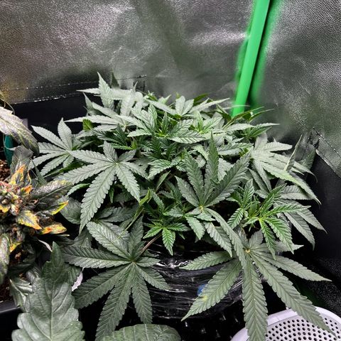 Forbidden Punch  growlog timeline photo