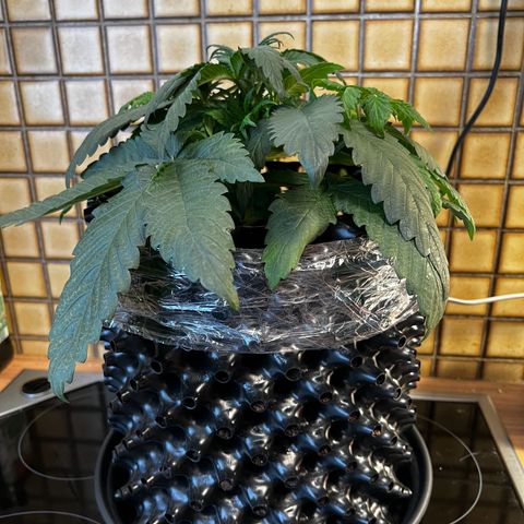 White Widow growlog timeline photo