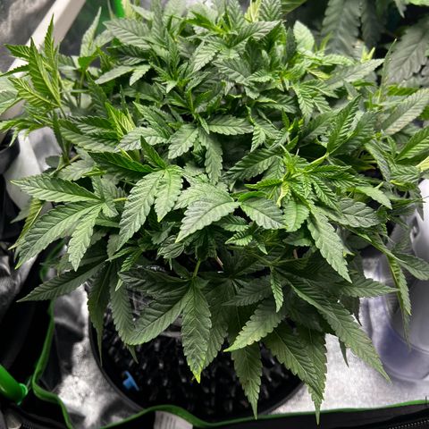 Forbidden Punch  growlog timeline photo