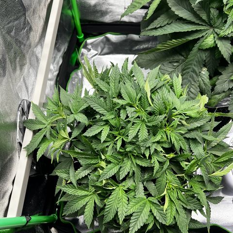 Forbidden Punch  growlog timeline photo