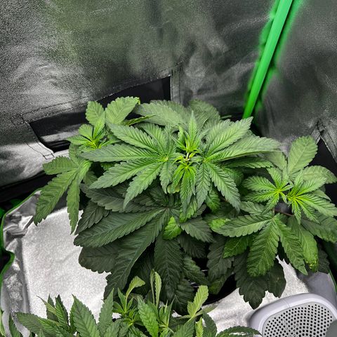 White Widow growlog timeline photo