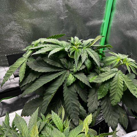 White Widow growlog timeline photo