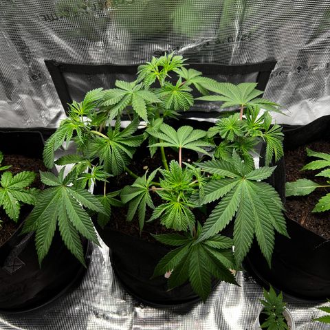 Forbidden Punch  growlog timeline photo