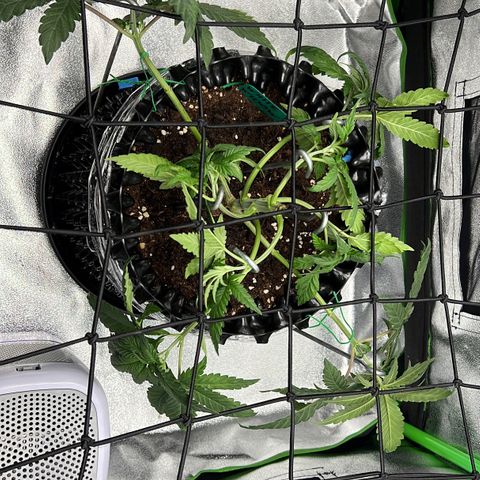 White Widow growlog timeline photo