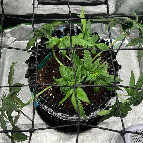 White Widow growlog timeline photo