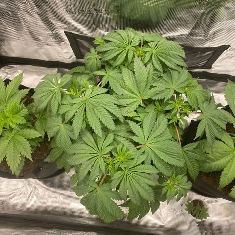Forbidden Punch  growlog timeline photo