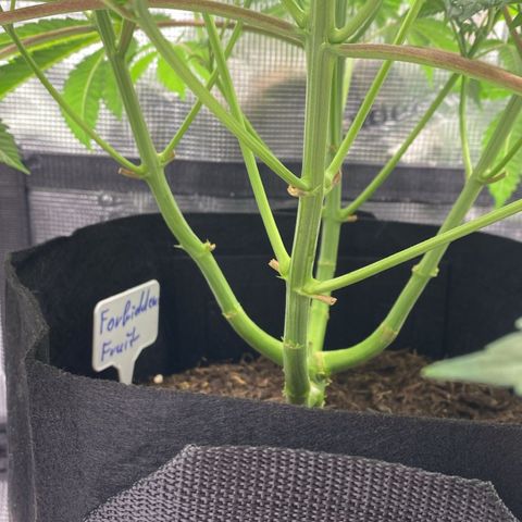 Forbidden Punch  growlog timeline photo