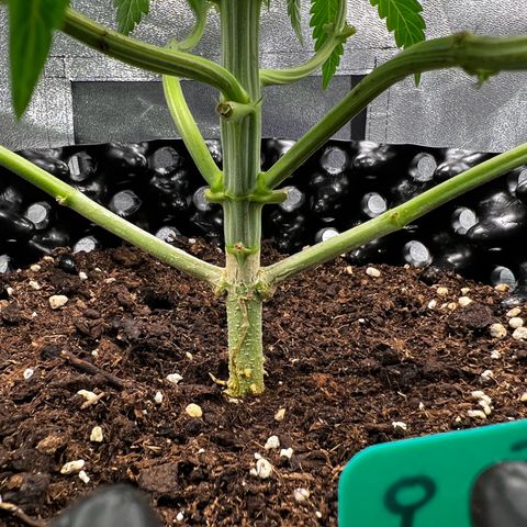 White Widow growlog timeline photo