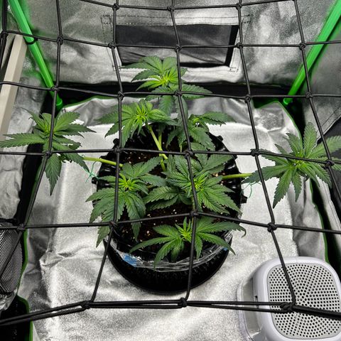 White Widow growlog timeline photo