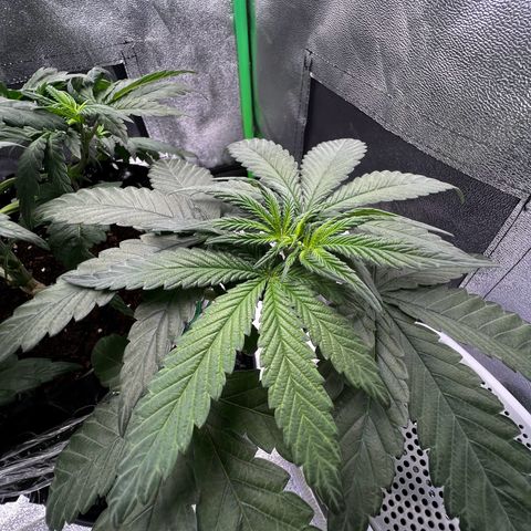 White Widow growlog timeline photo