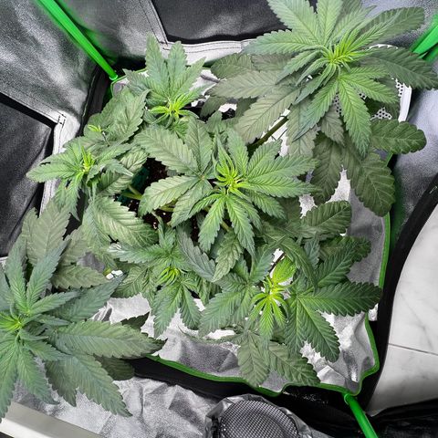 White Widow growlog timeline photo