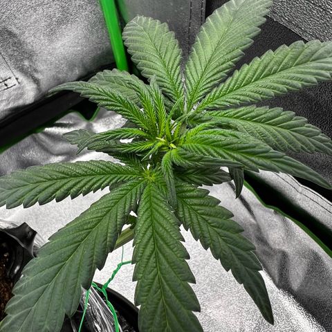 White Widow growlog timeline photo