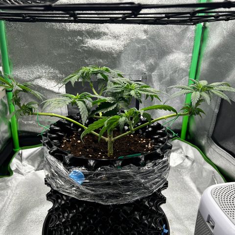 White Widow growlog timeline photo