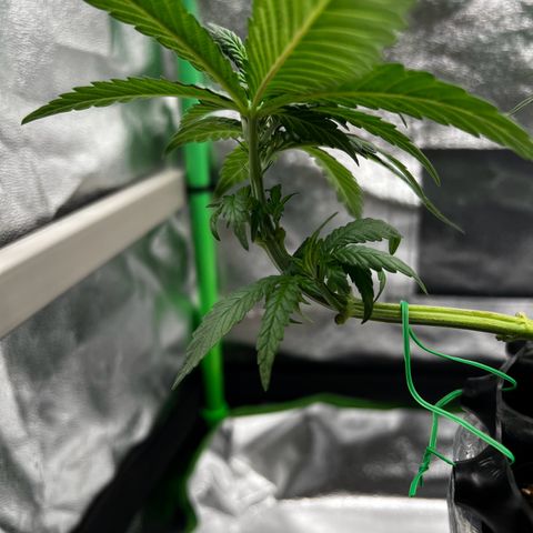 White Widow growlog timeline photo