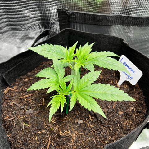 Lemon Orange growlog timeline photo