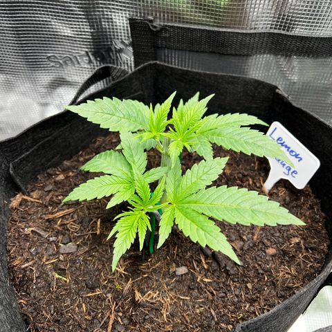 Lemon Orange growlog timeline photo