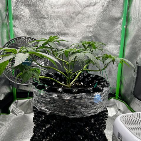 White Widow growlog timeline photo