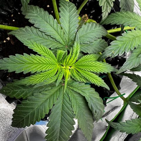 White Widow growlog timeline photo