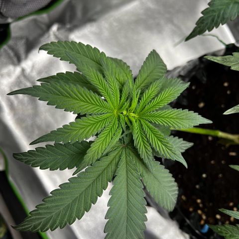 White Widow growlog timeline photo
