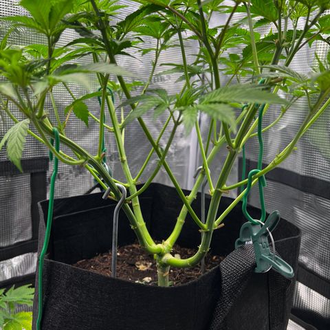 Forbidden Punch  growlog timeline photo