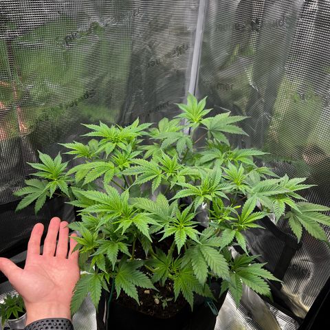Forbidden Punch  growlog timeline photo