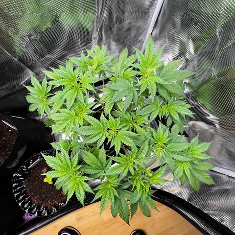Forbidden Punch  growlog timeline photo
