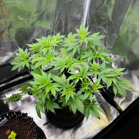 Forbidden Punch  growlog timeline photo