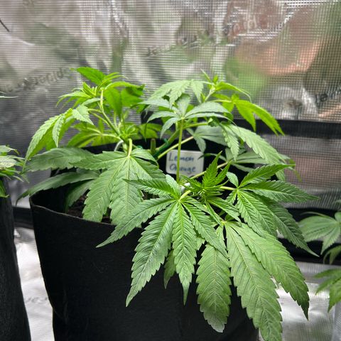 Lemon Orange growlog timeline photo