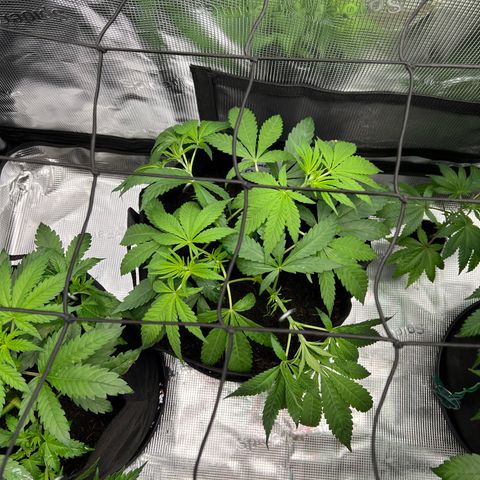Lemon Orange growlog timeline photo