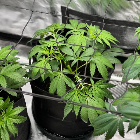 Lemon Orange growlog timeline photo