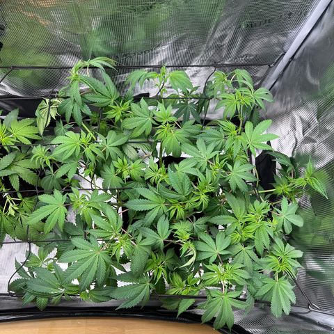 Forbidden Punch  growlog timeline photo