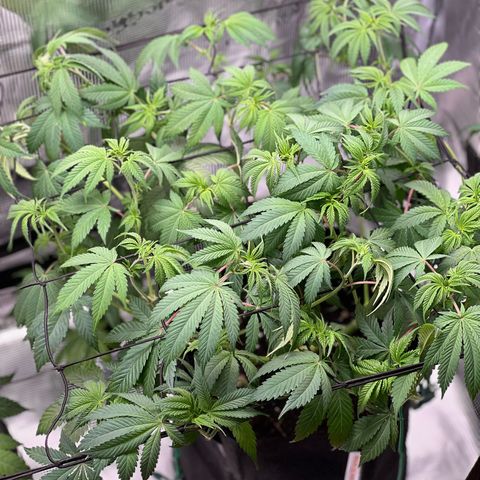 Forbidden Punch  growlog timeline photo