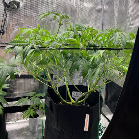 Forbidden Punch  growlog timeline photo